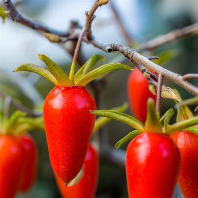  The Princess and the Persimmon:  A Tale of Wisdom Disguised as a Fruit!